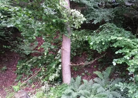 Kácení stromu - výškové práce - stav před realizací